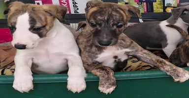 Whippet dogs - Advert 11