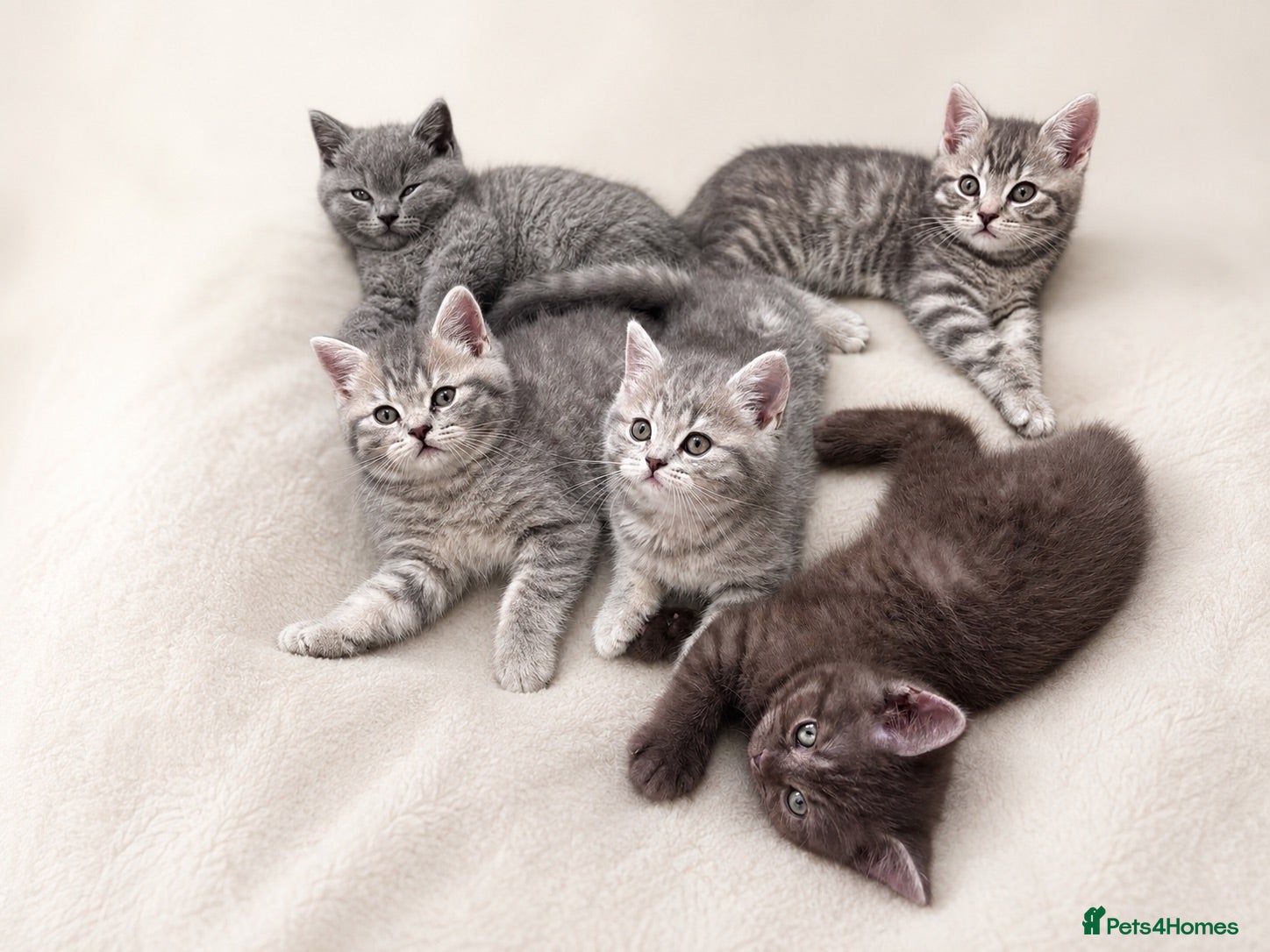 Scottish Fold cats for sale: British shorthair and Scottish straight mix  - Advert 1