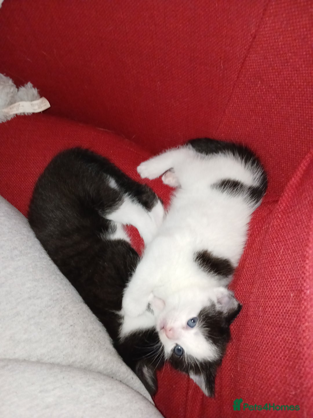 RagaMuffin cats for sale: 2 ragamuffin mixed breed kittens. Nearly 8 weeks - Image 4