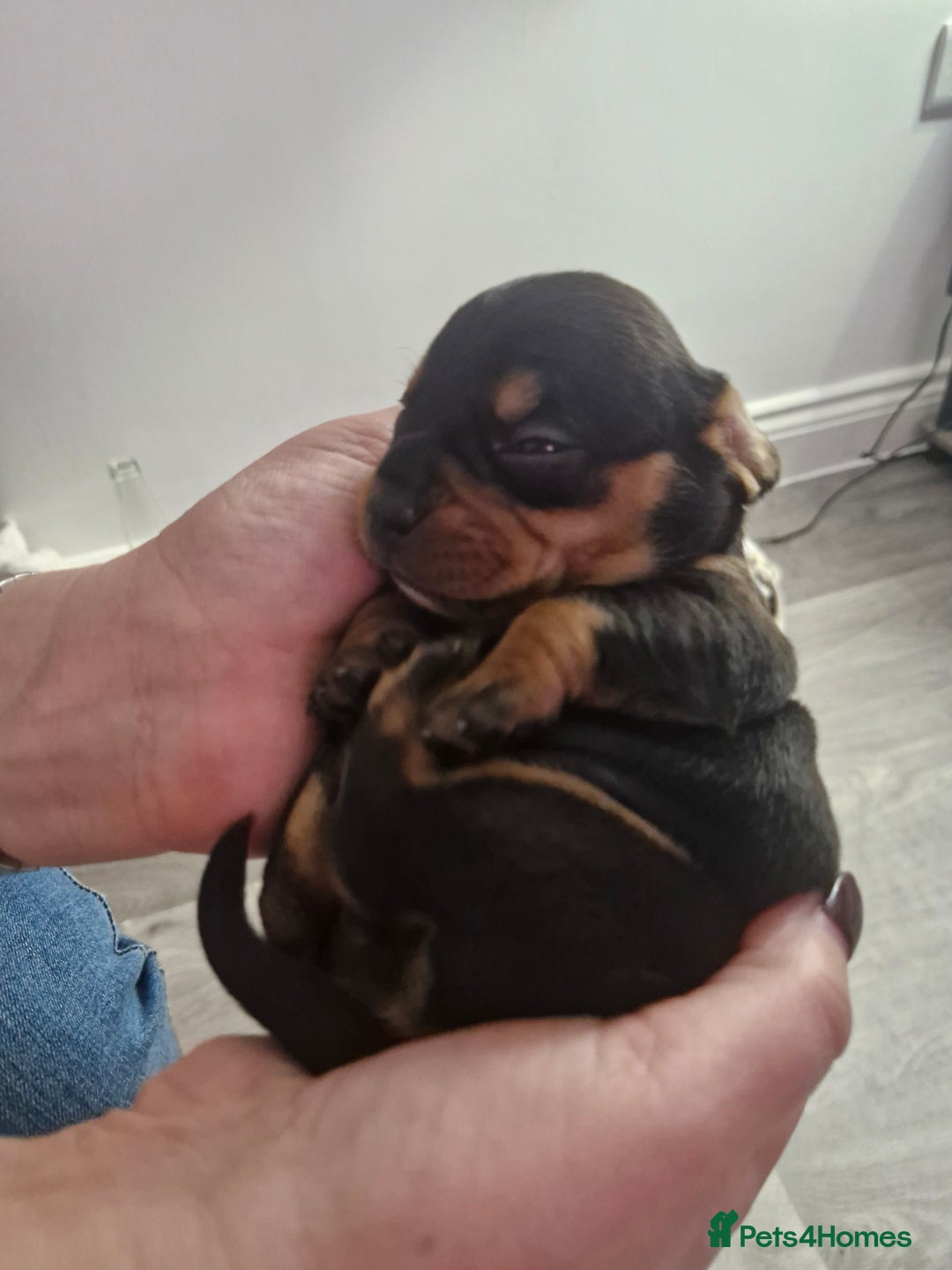 Mixed Breed dogs for sale: French Bull Wieners - Advert 4