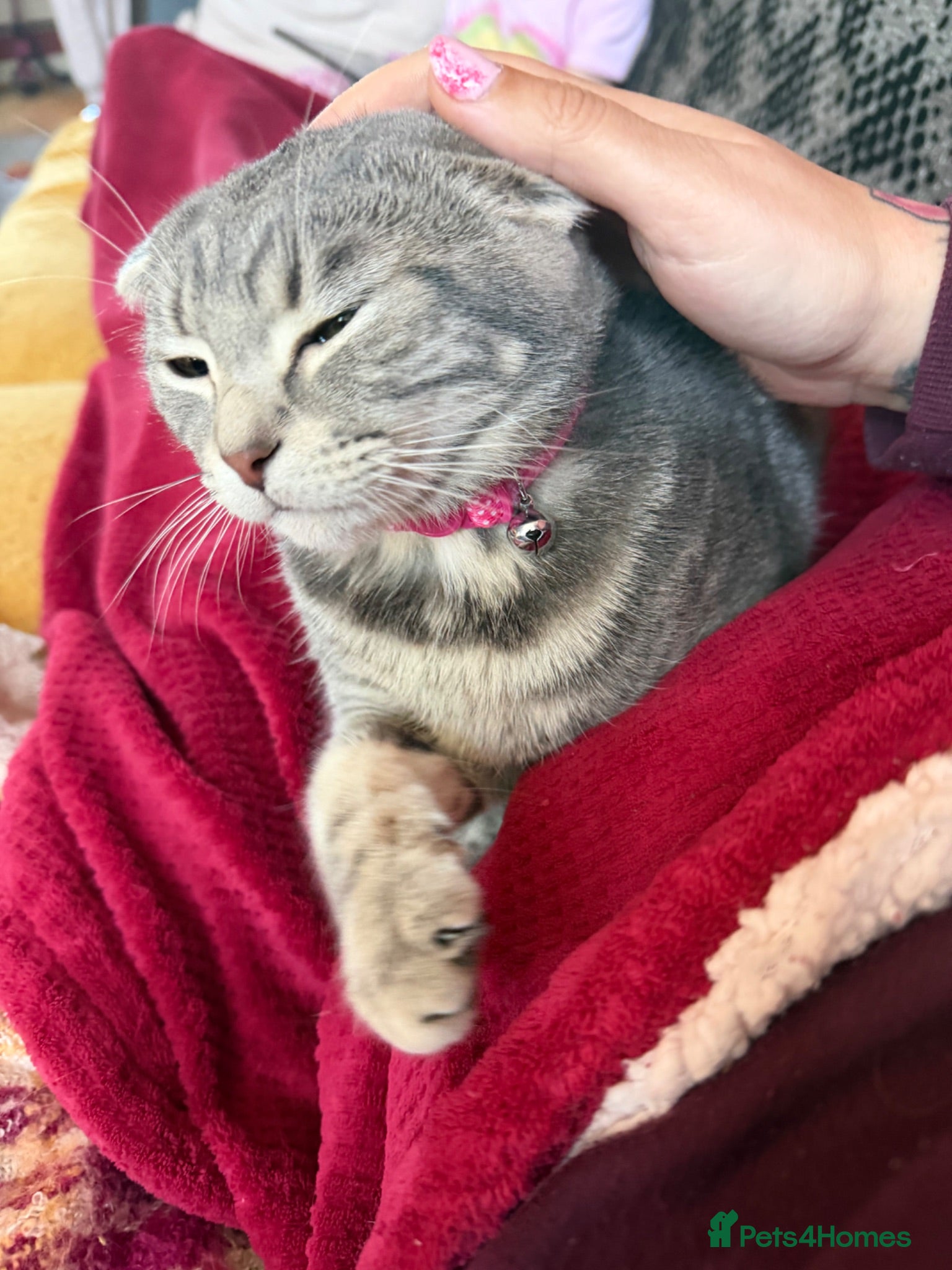 Scottish Fold cats Cookie- grey tabby Scottish fold - Advert 3