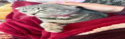 Scottish Fold cats for sale: Cookie- grey tabby Scottish fold - Advert 1