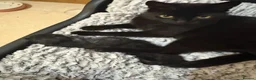 Mixed Breed cats for sale: Kittens - Advert 2