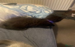 British Shorthair cats for sale: 5 kittens mixed litter 9 weeks old, ready now!  - Image 25