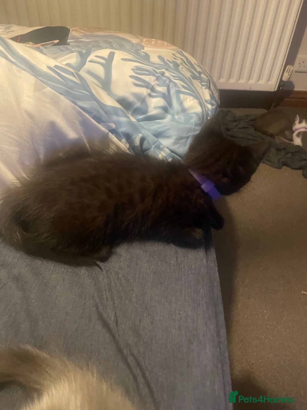 British Shorthair cats for sale: 5 kittens mixed litter 9 weeks old, ready now!  - Image 25