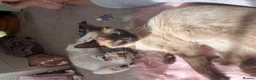 Siamese cats for sale: Siamese Mum Ragdoll±Bengal Dad Blue eyed kittens - Advert 2