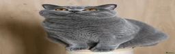 British Shorthair cats for sale: Home Sweet Home - Advert 2