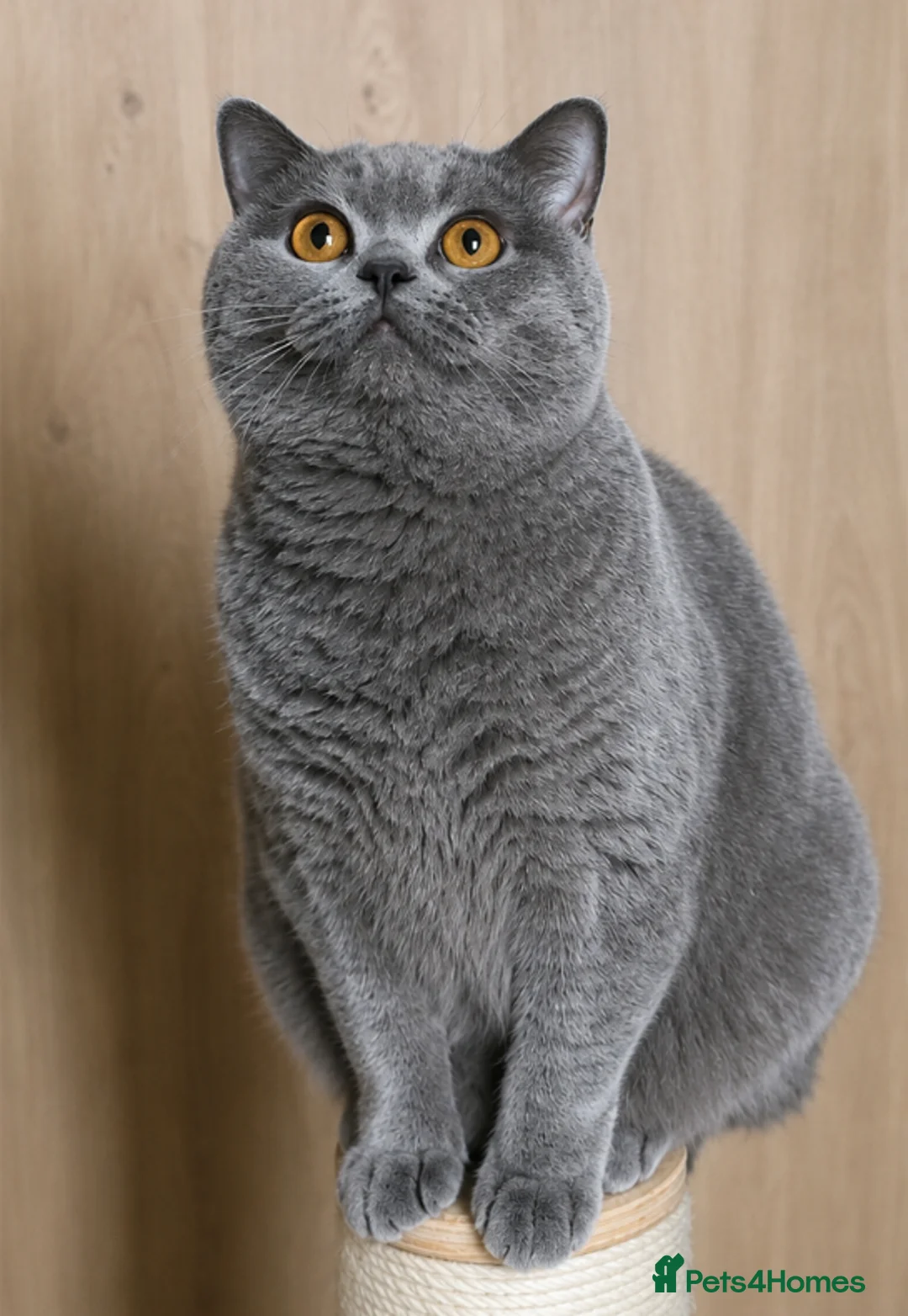 British Shorthair cats for sale: Home Sweet Home - Advert 2