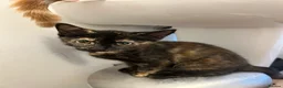 Mixed Breed cats for sale: Beautiful Ginger & Tortoiseshell Kittens in Faringdon - Advert 6