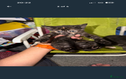 Mixed Breed cats for sale: Kittens for Sale  - Image 2