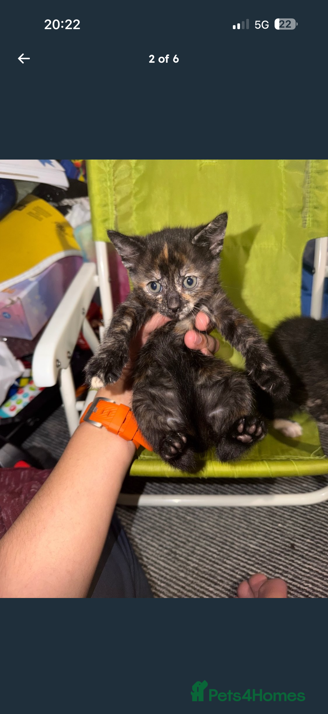 Mixed Breed cats for sale: Kittens for Sale  - Image 2
