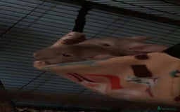 Chinchilla rodents for sale: Two female chinchillas and cage  - Image 10