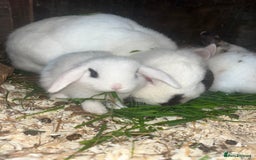 French Lop rabbits for sale: Beautiful Lop bunnies  - Image 5
