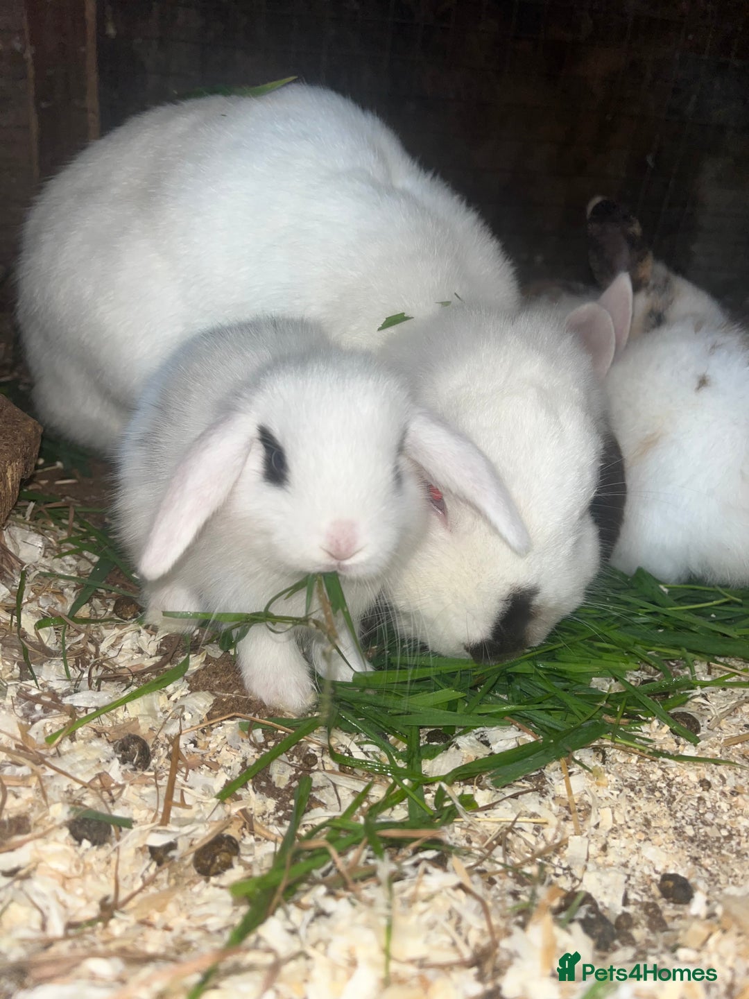 French Lop rabbits for sale: Beautiful Lop bunnies  - Image 5