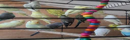 Budgerigars birds for sale: 🐦 Beautiful Baby Budgies Available! in London - Advert 5
