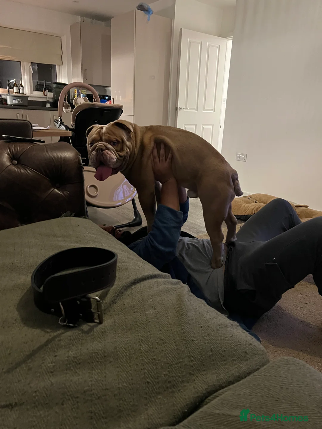 Mixed Breed dogs for sale: Odie - Olde english bulldog  - Advert 9