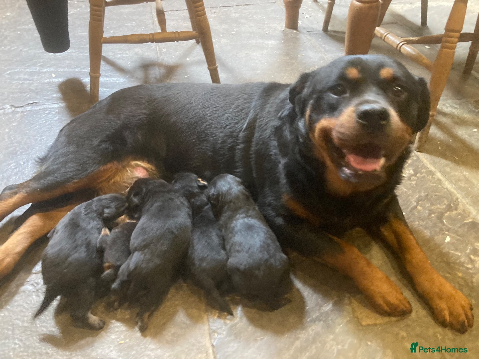 Rottweiler dogs Male Rottweiler Pup - Advert 1