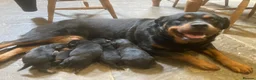 Rottweiler dogs for sale: Male Rottweiler Pup - Advert 1