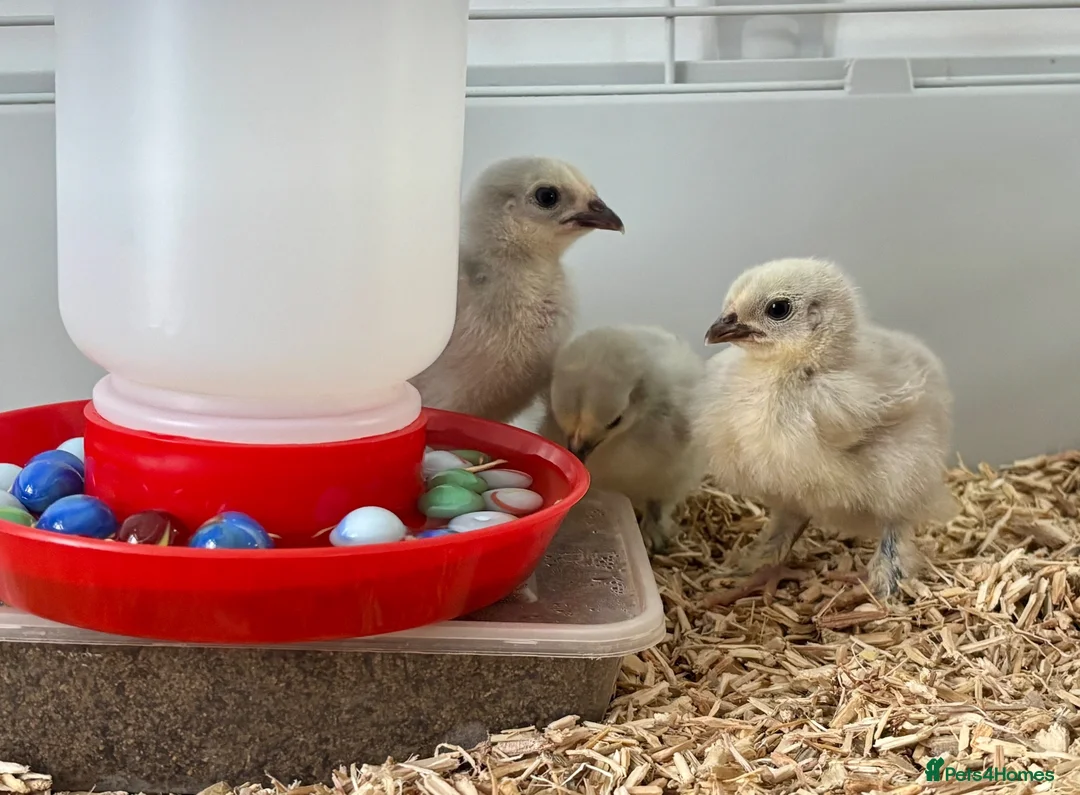 Chickens poultry for sale: 3 Unsexed Lavender Pekin Bantam Chicks - Free - Advert 2