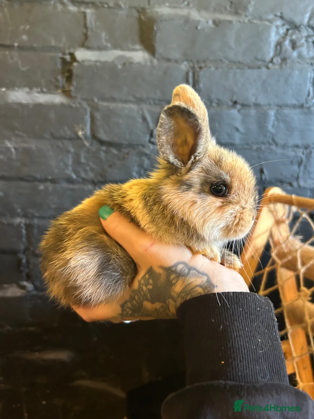 Mini Lion Lop rabbits for sale: Female Mini Lion Lop Ready Now 🩷 in Luton - Advert 1
