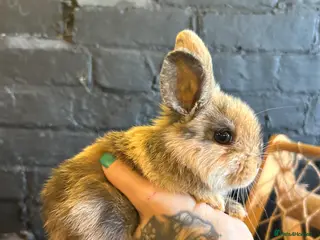 Mini Lion Lop rabbits Female Mini Lion Lop Ready Now 🩷 - Advert 1