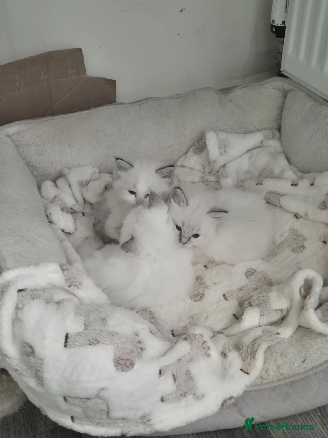 Ragdoll cats for sale: Four gorgeous Ragdoll kittens  - Advert 27
