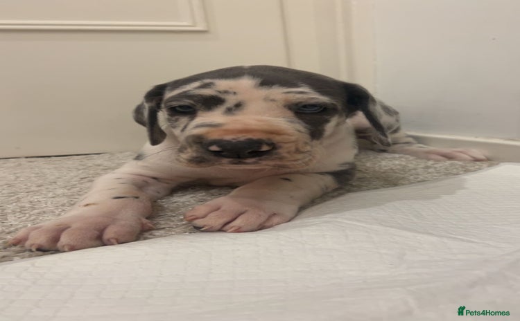 Great Dane dogs Purebred Great Dane Puppies – European Bloodline  - Advert 1