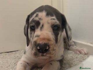 Great Dane dogs Purebred Great Dane Puppies – European Bloodline - Advert 2