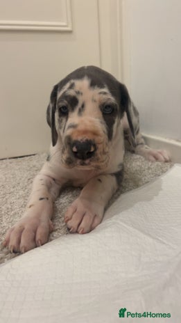 Great Dane dogs Purebred Great Dane Puppies – European Bloodline - Advert 2