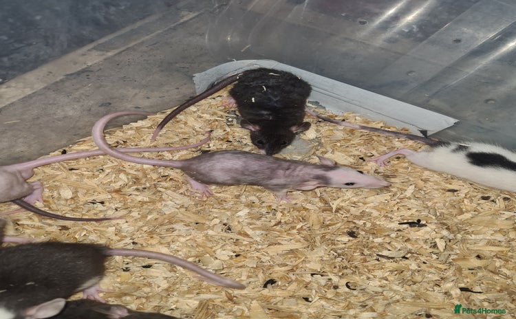 Rat rodents - Advert 2