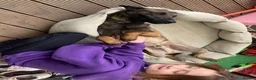 Belgian Shepherd Dog dogs for stud: The one and only Rex in London - Advert 6