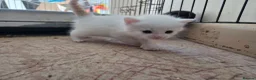 Mixed Breed cats for sale: 1 lovely white 10 week old kitten  - Advert 5