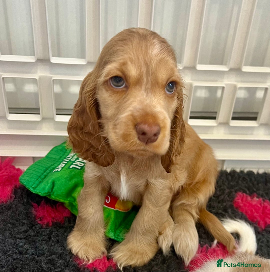 Cocker Spaniel dogs for sale: 4⭐️Licensed KC Reg English Show Cocker Spaniel - Image 1