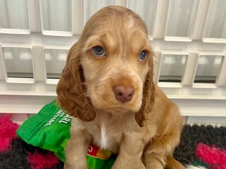 Cocker Spaniel dogs - Advert 18