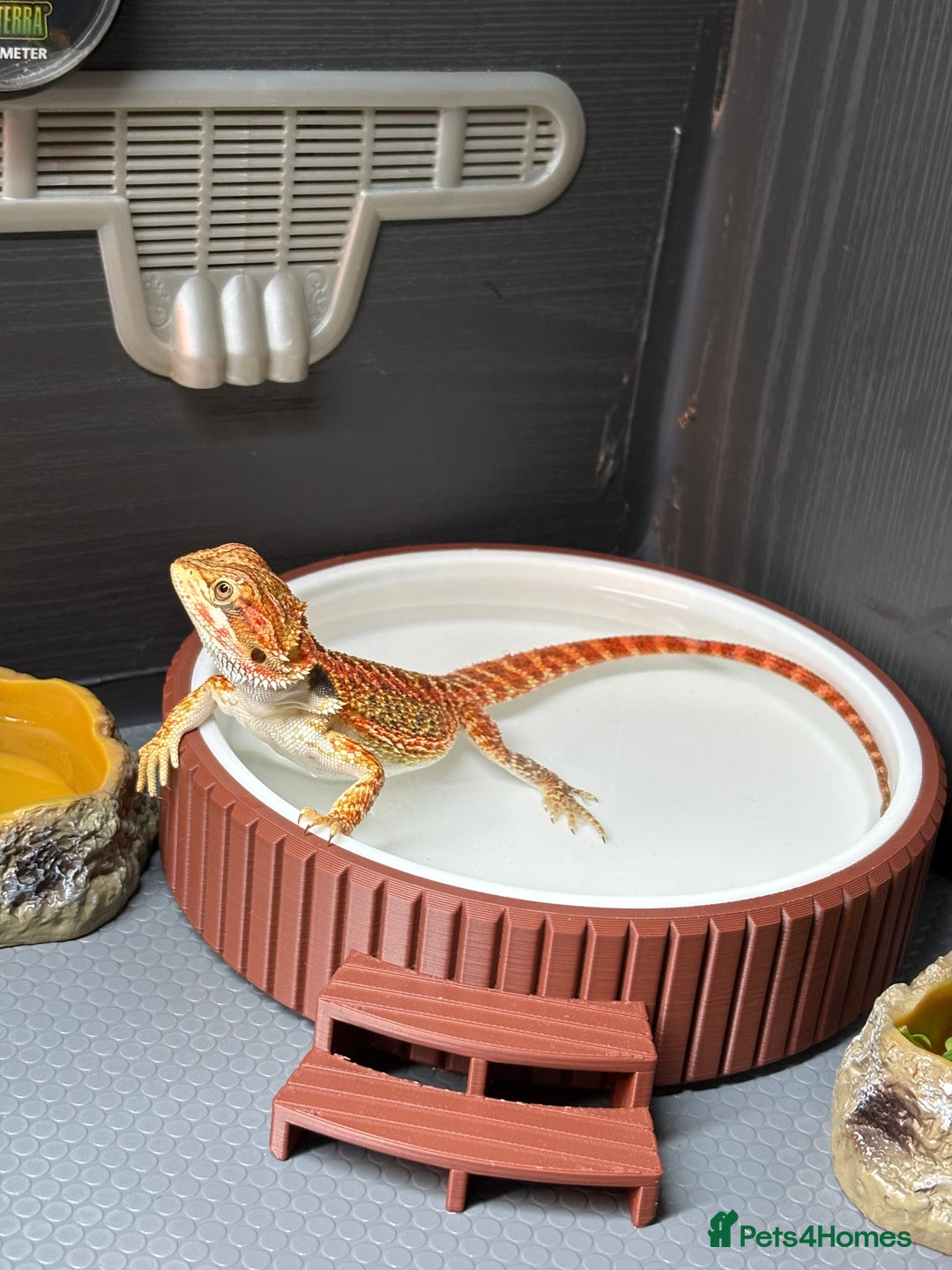Bearded Dragon reptiles for sale: Young Dragon + Premium Setup *No Offers* Save £££ - Advert 1