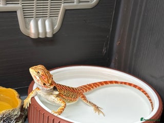 Bearded Dragon reptiles Young Dragon + Premium Setup *No Offers* Save £££ - Advert 1