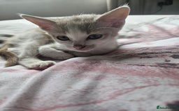 Mixed Breed cats for sale: Ready for new home kittens and 1 year female - Image 9
