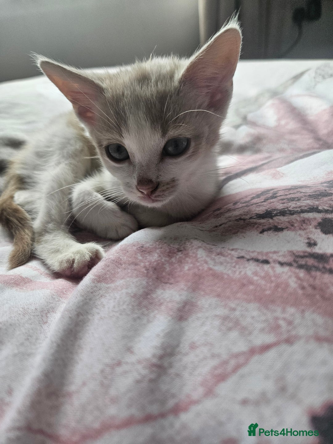 Mixed Breed cats for sale: Ready for new home kittens and 1 year female - Image 9