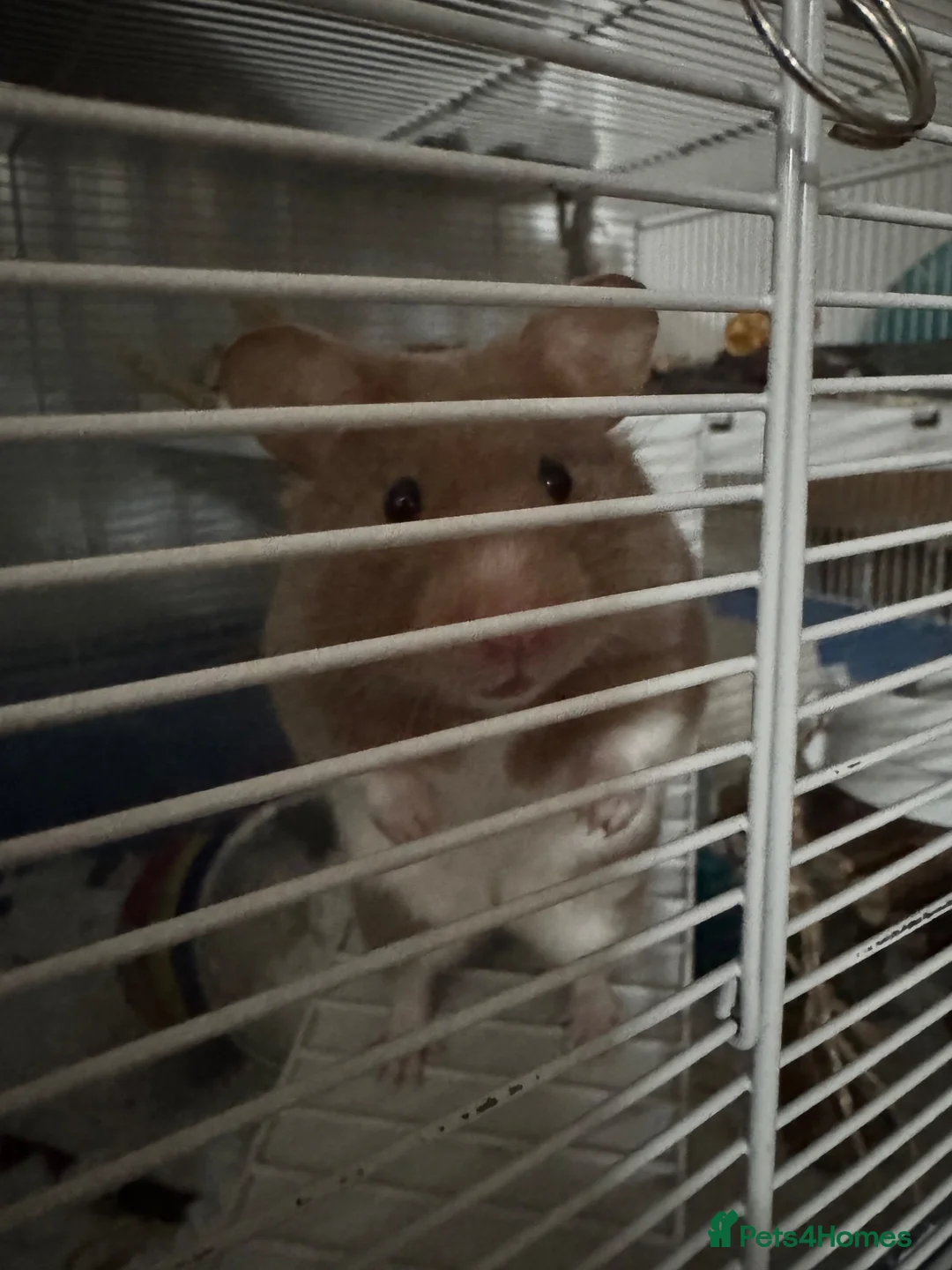 Hamster rodents for sale: Betsy and her accessories - Syrian Hamster - Advert 2