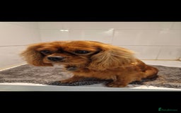 Cavapoo dogs for sale: Exquisit F1 Toy Cavapoos - Health tested Parent - Image 10