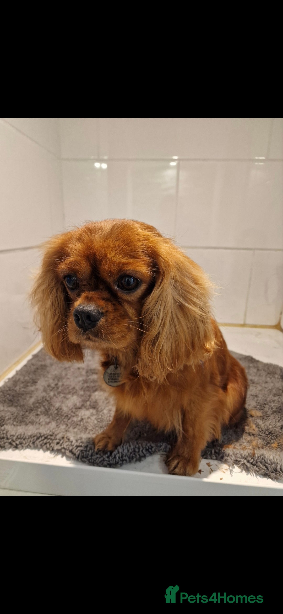 Cavapoo dogs for sale: Exquisit F1 Toy Cavapoos - Health tested Parent - Image 10