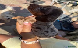 Miniature Dachshund dogs for sale: Beautiful miniature dachshund pups  - Image 5