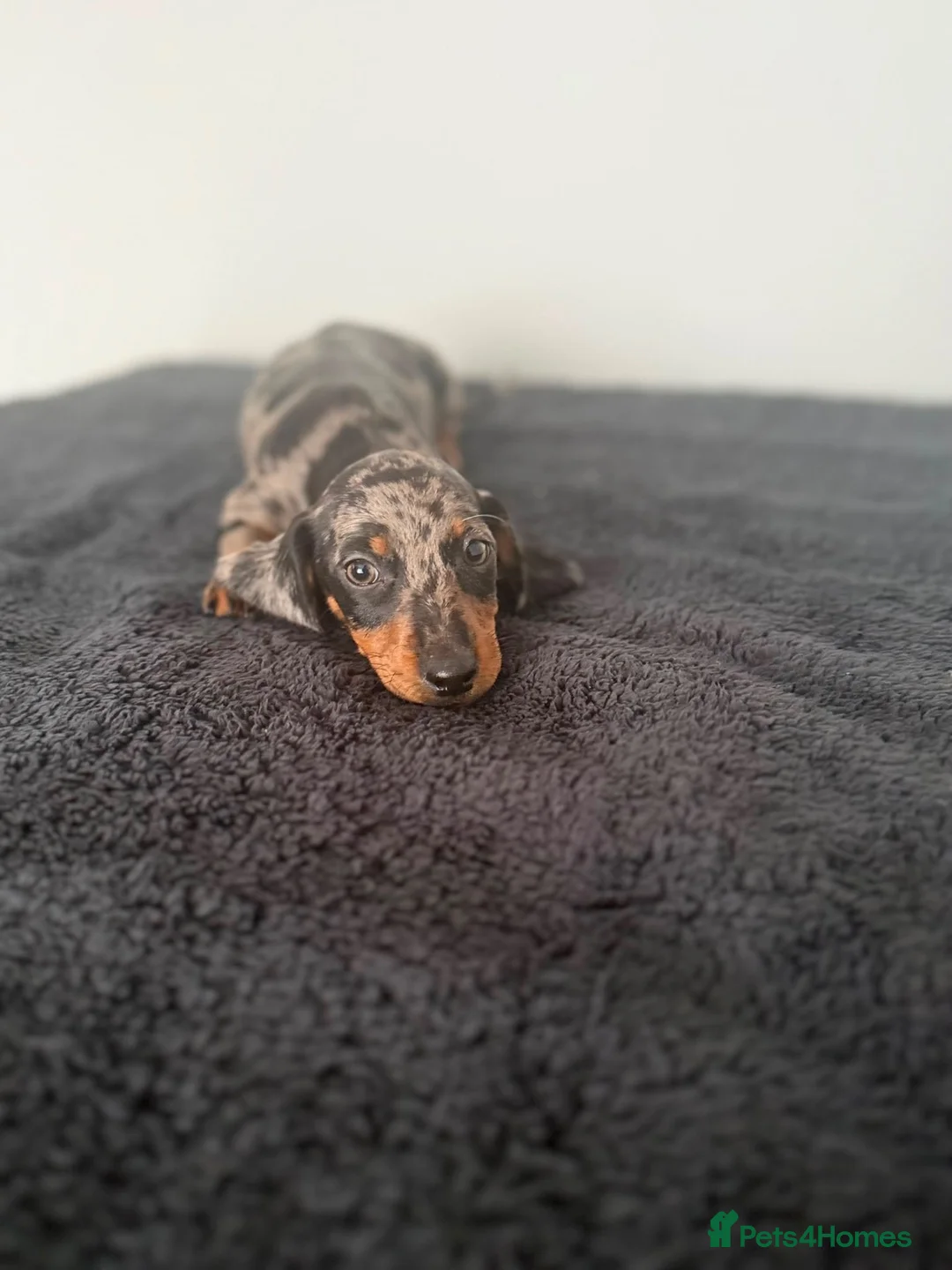 Dachshund dogs for sale: Ready to go  - Advert 13