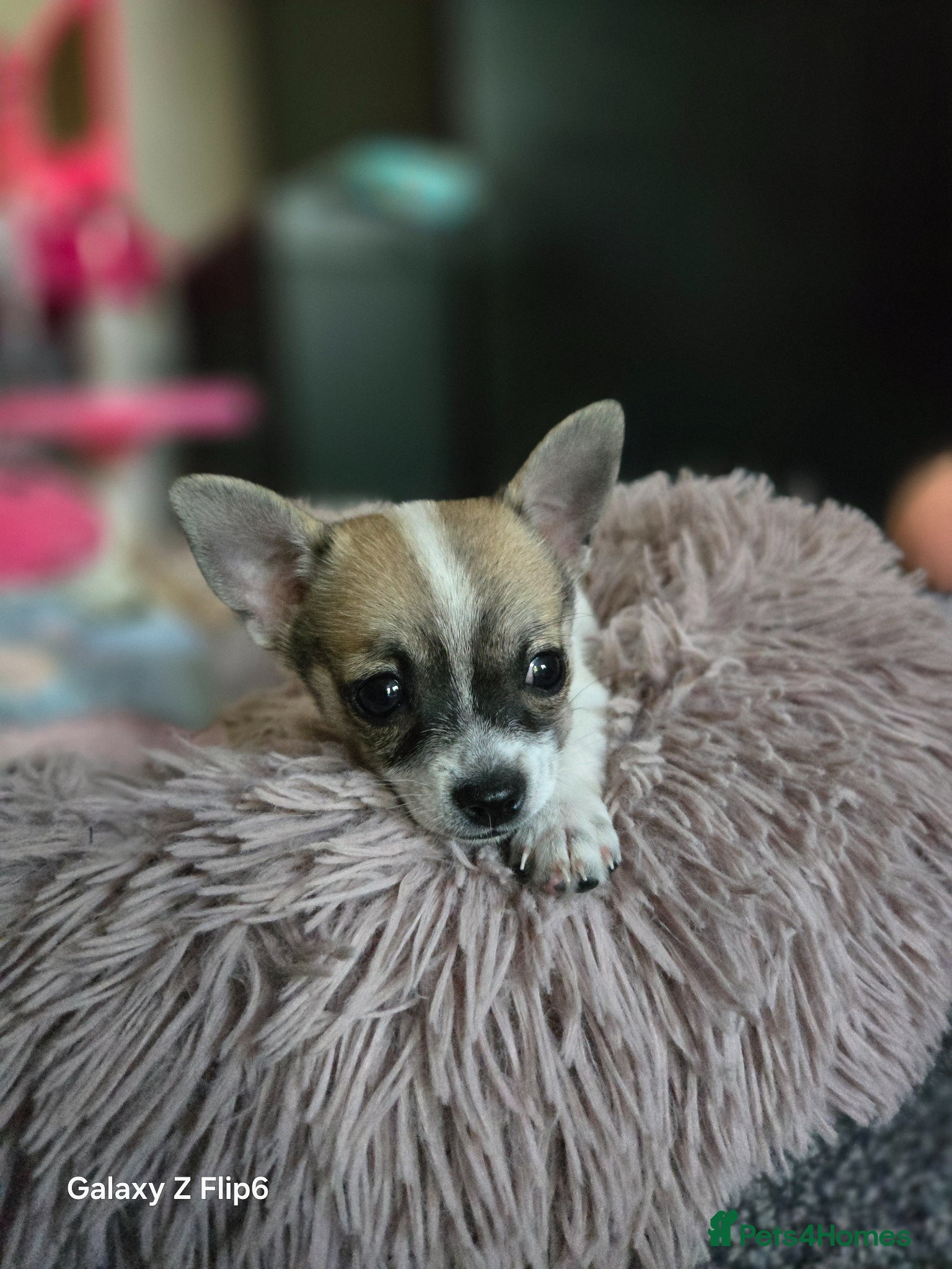 Chihuahua dogs Male chihuahua  - Advert 10