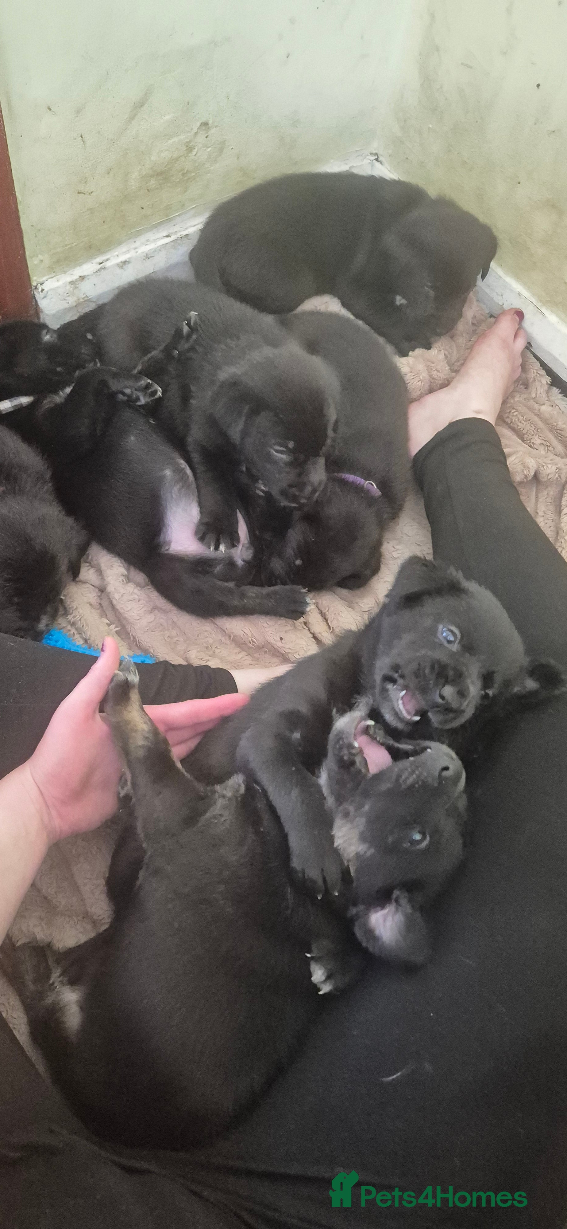 Borador dogs Lablador / border collie puppies - Advert 2