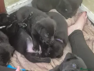 Borador dogs Lablador / border collie puppies - Advert 12