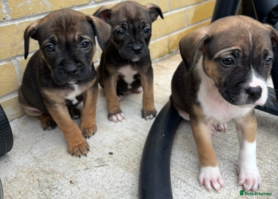 Mixed Breed dogs for sale: Bulldog/staffy pups  - Image 8