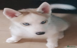Siberian Husky dogs for sale: Siberian Husky Puppies in Birmingham - Image 18