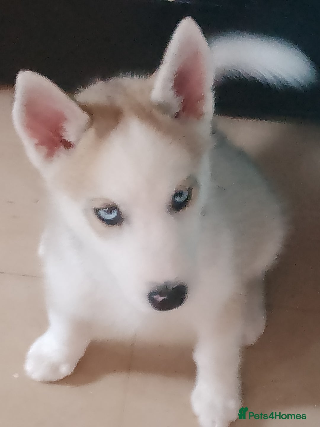 Siberian Husky dogs for sale: Siberian Husky Puppies in Birmingham - Image 18