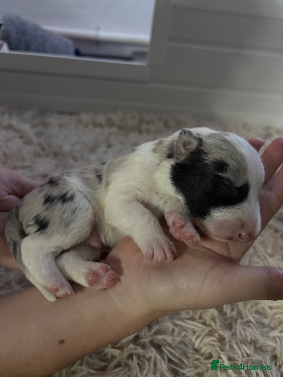 Border Collie dogs for sale: Border collie’s - Advert 8